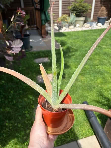 Photo of free Aloe Vera plant needs a little TLC (Welling DA16) #1