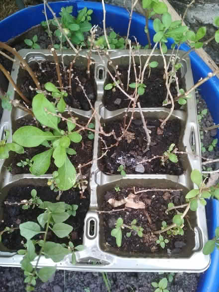 Photo of free Rooted gojiberry cuttings (Dublin central) #1