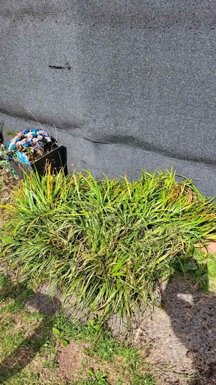 Photo of free Pond plants (Cwmbran) #1