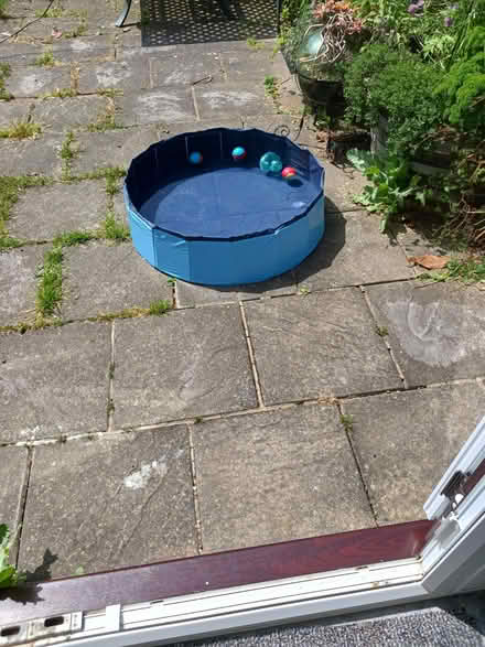 Photo of free Dog paddling pool (Rainham ME8) #1