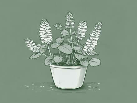Photo of free Plants: Alpine strawberries and Verbena Bonariensis (Lewes BN7) #1