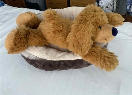 Photo of free Cute floppy dog. (Kendal LA9) #1