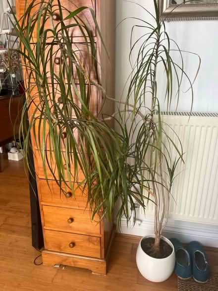 Photo of free Plant with pot (Waterlooville) #1