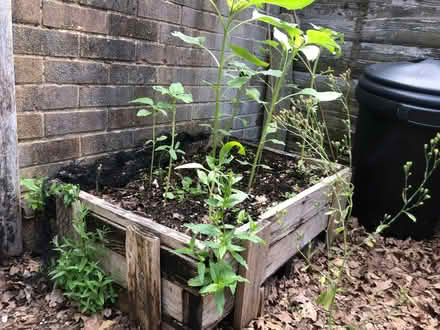 Photo of Someone who can help me build a raised bed with pallets (Woodley RG5) #1