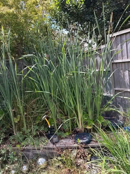 Photo of free Bull rushes for pond (Worcester WR5) #1