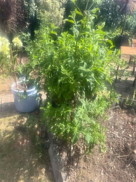 Photo of free Various plants (Middleton on sea) #3