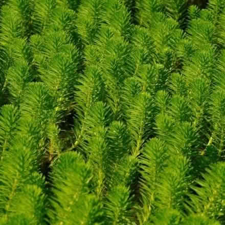 Photo of Pond plants in East Oxford - preferably hornwort (Florence Park OX4) #1