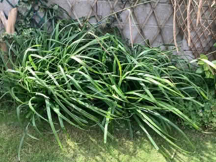 Photo of free Gorgeous grasses (Birchgrove CF14) #1