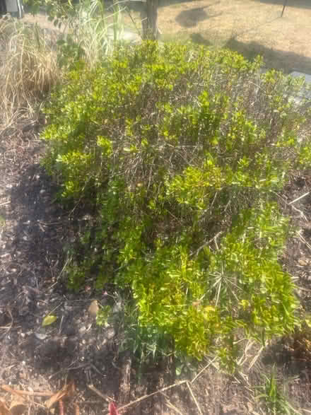 Photo of free Various plants (Middleton on sea) #1