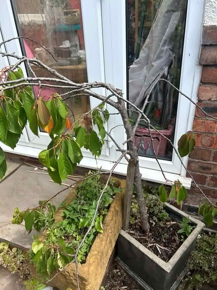 Photo of free Miniature flowering cherry trees (Allerton L18) #1