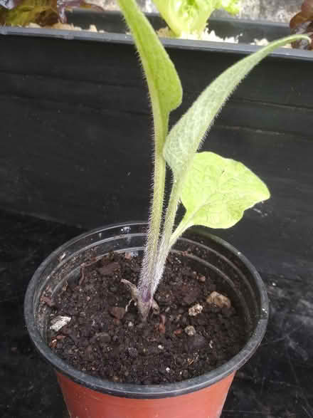 Photo of free Comfrey? (Dublin central) #3