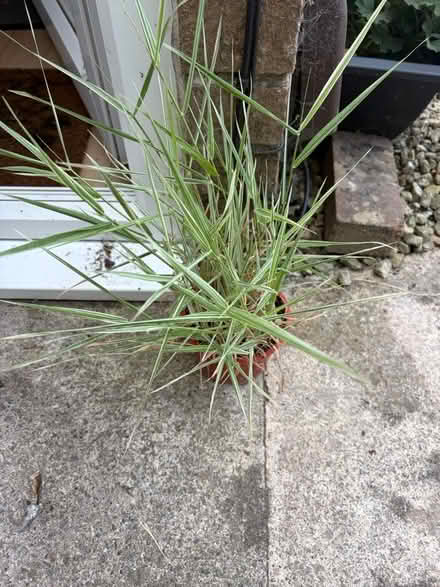 Photo of free Outdoor Plant (Westbury Wilts BA13) #1