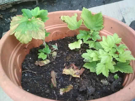 Photo of free Red currant rooted cuttings (Dublin central) #1