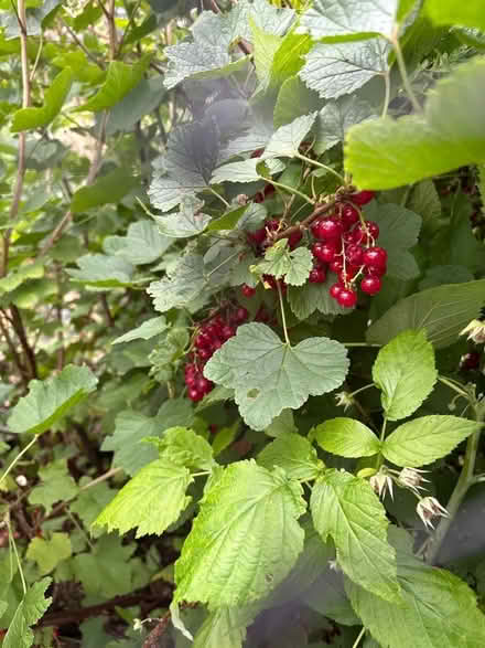 Photo of free Redcurrants (Greaves LA1) #1