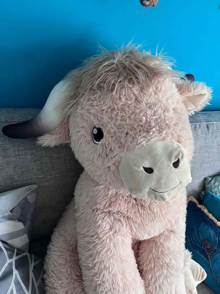 Photo of free Large Highland Cow (Hemel HP1) #2