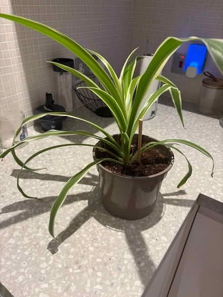 Photo of free Spider plant (Park street st albans AL2) #1