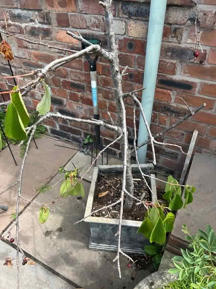 Photo of free Miniature flowering cherry trees (Allerton L18) #2