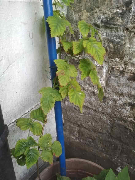 Photo of free Plant (Dublin central) #3