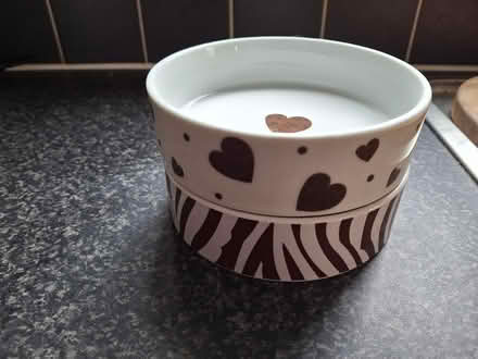 Photo of free Cat Bowls #2 (Murrow) #1