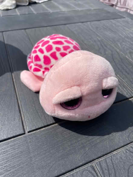 Photo of free Small soft turtle (BR6 Orpington / Chelsfield) #1