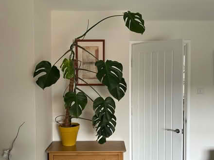 Photo of free Swiss Cheese plant (Prestbury GL52) #1