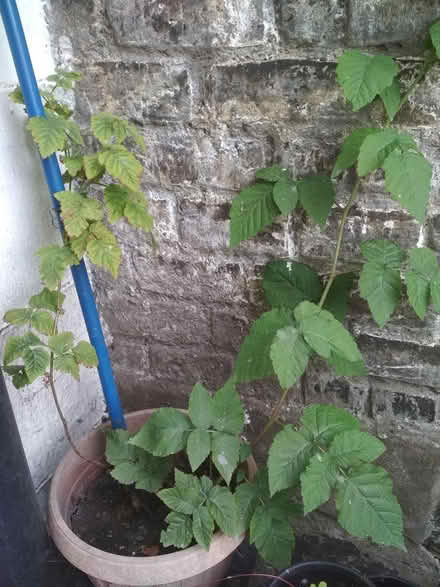 Photo of free Plant (Dublin central) #2