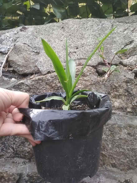 Photo of free Baby yucca (Dublin central) #1