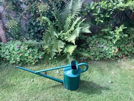 Photo of free Flourishing fern (Birchgrove CF14) #2