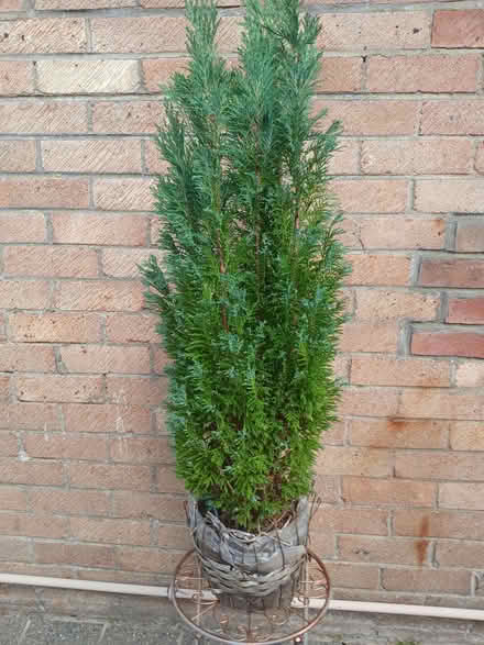 Photo of free Conifer (Tremadog LL49) #1