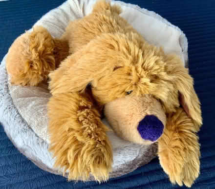 Photo of free Cute floppy dog. (Kendal LA9) #3