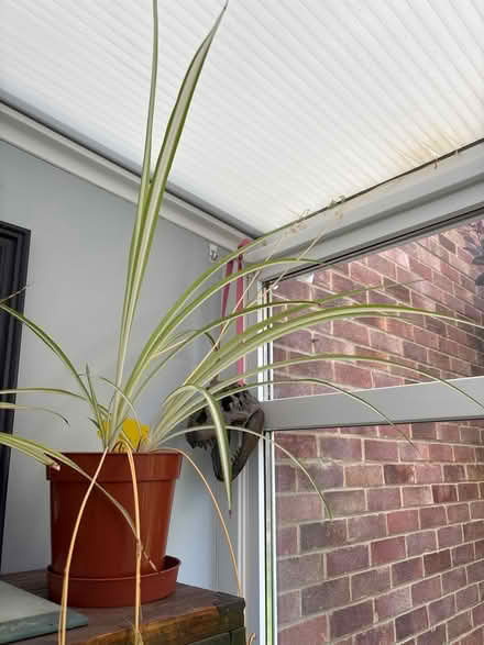 Photo of free Mature spider plant with babies (Welling DA16) #1