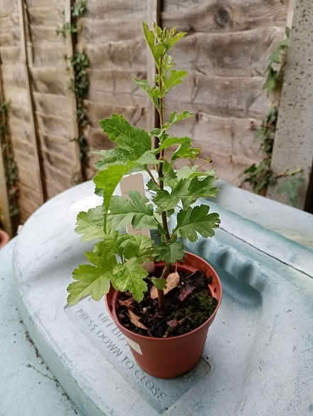 Photo of free Hawthorn sapling (Cowley Oxford) #1