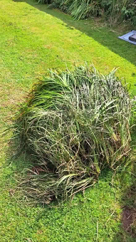 Photo of free Pond plants (Cwmbran) #2
