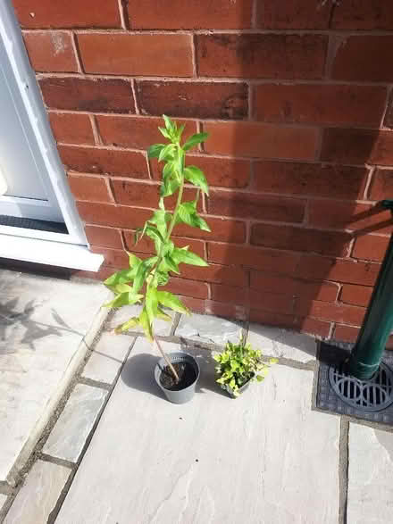 Photo of free Wildflower garden plants (Penwortham PR1) #1