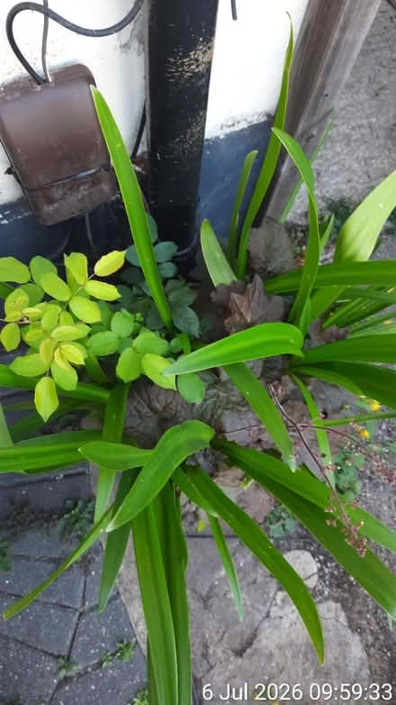 Photo of free Outdoor plants in Ø40cm pot HEAVY⚠️ (Edgwarebury Lane) #1