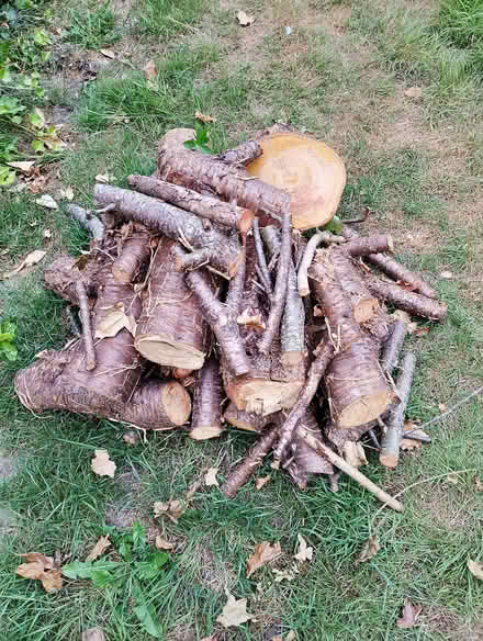 Photo of free Wood - Logs (Parson's Heath CO4) #3