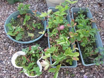 Photo of free Strawberry plants in tubs (Ruddington NG11) #1