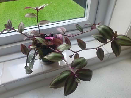 Photo of free Plants (Greenford UB5) #4