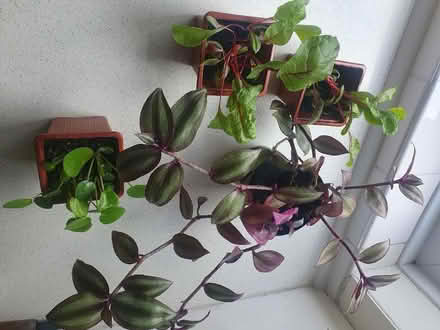 Photo of free Plants (Greenford UB5) #1