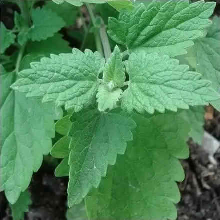 Photo of free Catnip Plant (Orgreave S13) #2