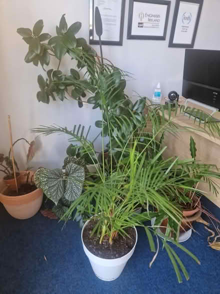 Photo of free House Plants (Six Cross Rds Waterford) #2