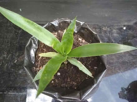 Photo of free Baby yucca (Dublin central) #4