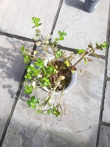 Photo of free Pond Plant Cuttings (Penwortham PR1) #1
