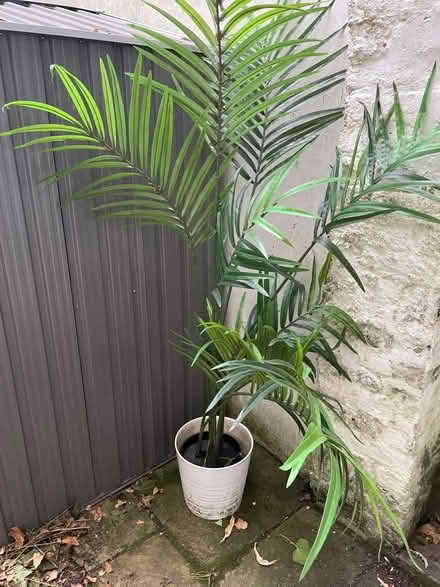 Photo of free Plastic palm in white pot (Greenwich SE10) #1