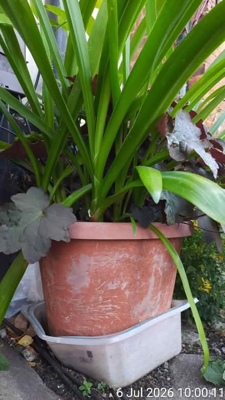 Photo of free Outdoor plants in Ø40cm pot HEAVY⚠️ (Edgwarebury Lane) #2
