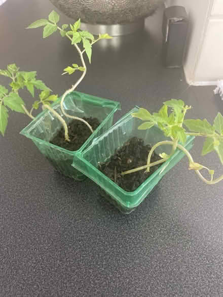 Photo of free 4tomato plants (Welling DA16) #1