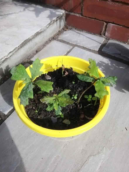 Photo of free Oak tree seedlings (Penwortham PR1) #1