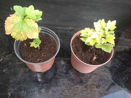 Photo of free Red currant rooted cuttings (Dublin central) #1