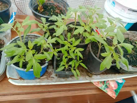 Photo of free Tomato plants (Redding, Falkirk FK2) #1