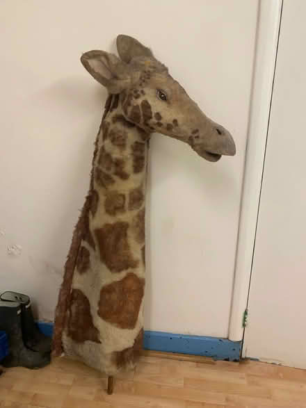 Photo of free Giraffe (SE23) #1